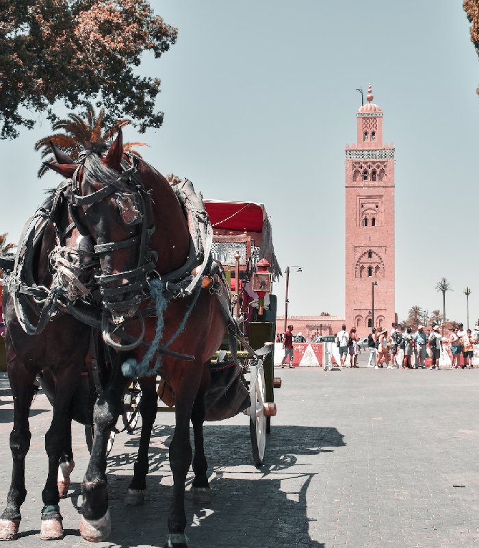 Excursions d'une journée à Marrakech